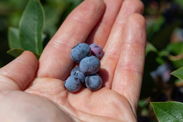 istock Blueberries in male palm on sunny day 1140465181