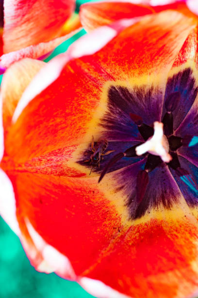 istock Group of colorful tulip. colorful background 1140465211