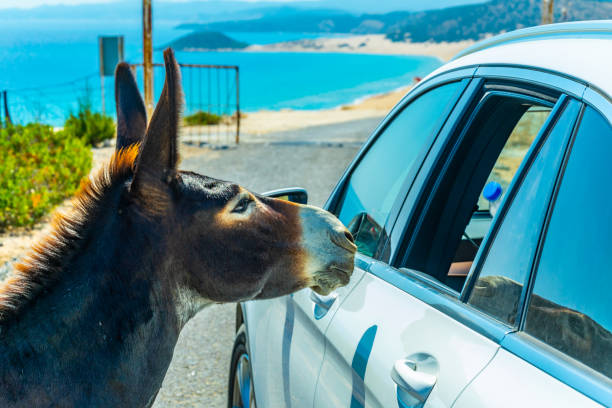 Wild donkey is begging a car driver for food