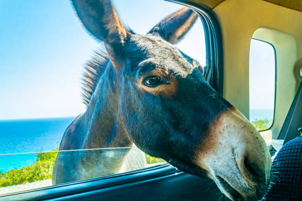 istock Wild donkey is begging a car driver for food 1140467362