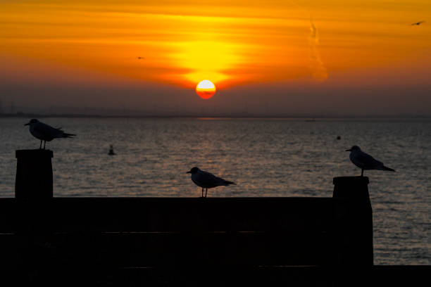 istock Seagulls Silhouetted infront of the Setting Sun in Whitstable, Kent 1140468639