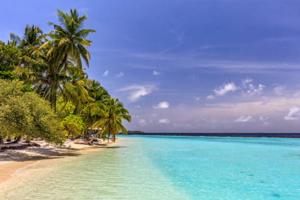 Tropical lonely beach at Maldives with blue sky, palm trees and turquoise water stock photo