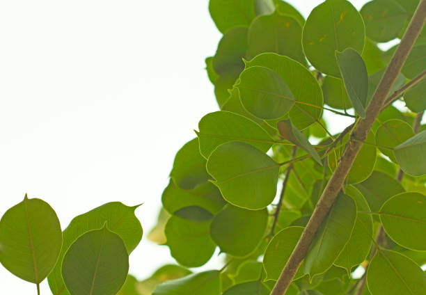 istock green leaves with sun light ;Nature background 1140470454