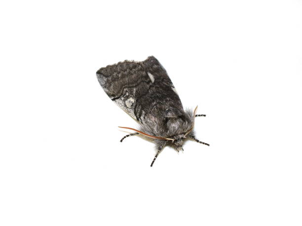 istock Yellow horned moth Achlya flavicornis 1140470471