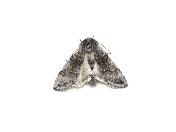 istock Yellow horned moth Achlya flavicornis 1140470476