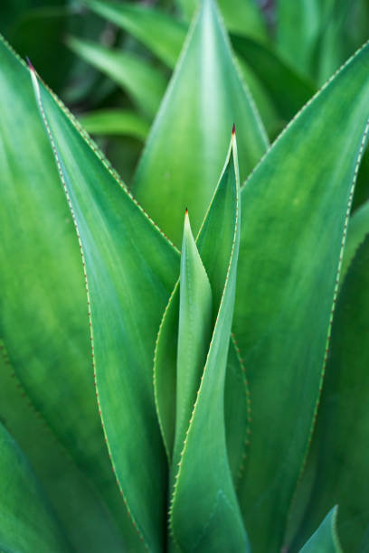 Detail of Aloe plant Detail of Aloe plant blue agave photos stock pictures, royalty-free photos & images