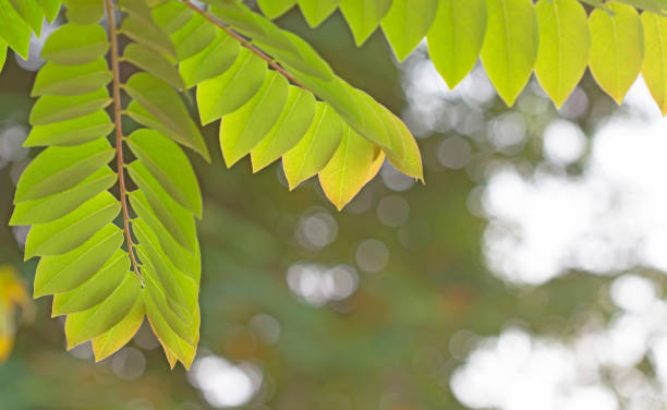 istock Closeup nature view of green leaf on blurred greenery background 1140470494