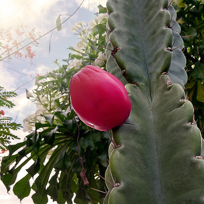 Fruit of the Mandacaru cactus, traditional of Brazil