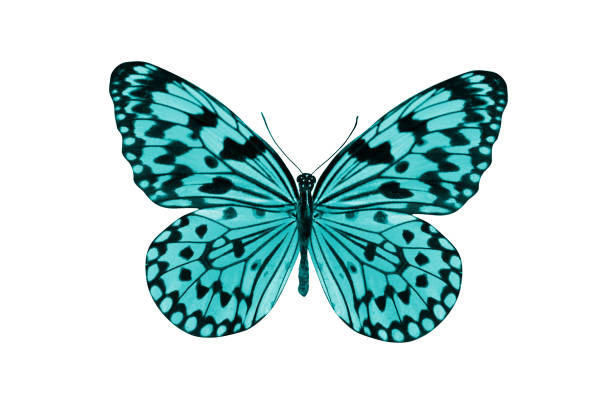 Wings of the butterfly Ulysses. Close up. Wings of a butterfly texture background