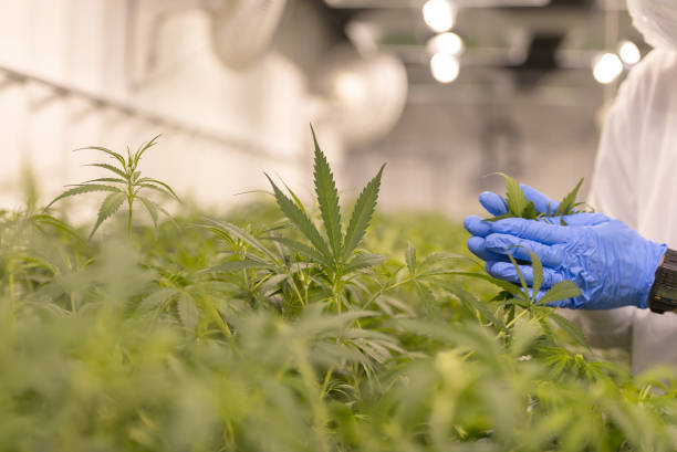 Cannabis farm quality control Close up of marijuana growing for a medical marijuana supplier. There is someone who is looking at the leaves to make sure it is a healthy crop. medical cannabis stock pictures, royalty-free photos & images
