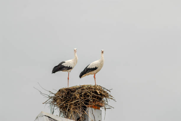 istock White Storks in France 1140472128