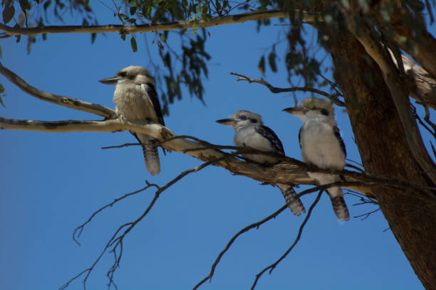 istock Three Kookaburra Birds sitting on a gum tree branch 1140472357