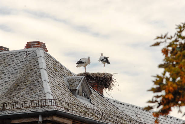 Weißstorch, White stork, Ciconia ciconia