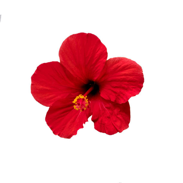 Red flower- Hibiscus rosa sinensis, isolated on white