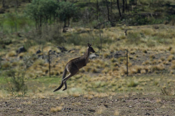 istock Kangaroo Jumping in the outback of Canberra 1140473059