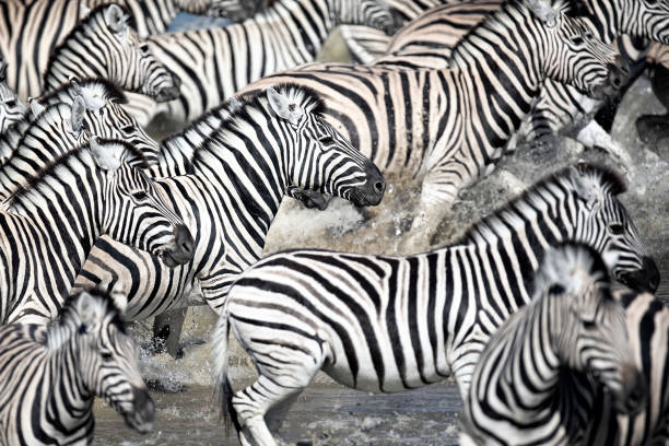 istock Zebra herd running through a waterhole in Etosha National Park, Namibia. 1140474117