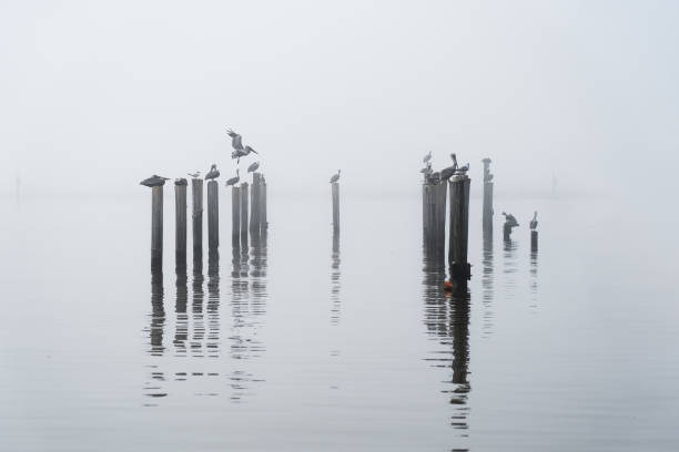 istock Birds Roosting In Fog 1140474363