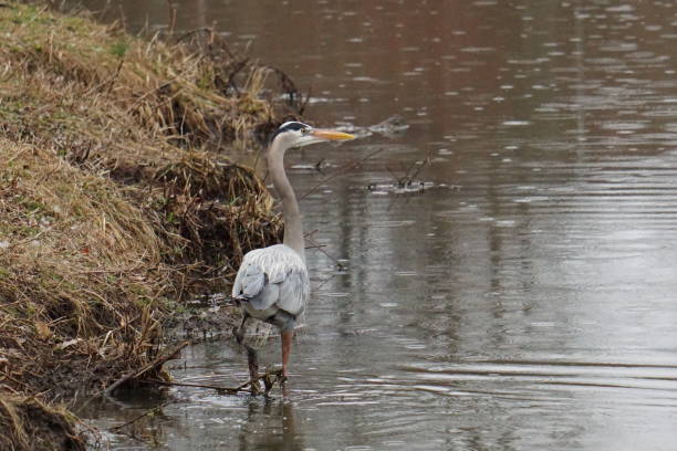 istock Heron standing in a pond 9 1140476925