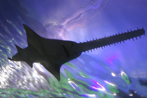 istock Saw Shark swimming underwater silhouette 1140477021