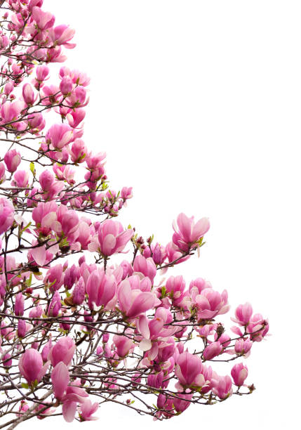 istock Focus Stacked Image of a Pink Tulip Tree in Bloom Isolated on White 1140477085