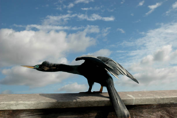 istock Anhinga Of Fury 1140477671