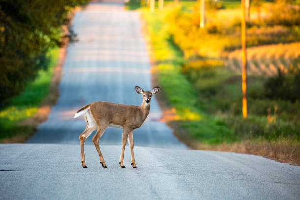 White tail deer (odocoileus virginianus) young female standing in the middle of a Wisconsin road in September White tail deer (odocoileus virginianus) young female standing in the middle of a Wisconsin road in September doe photos stock pictures, royalty-free photos & images
