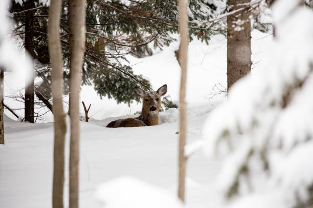 White tail deer (odocoileus virginianus) bedded down in snow with snow on her head and face in Wisconsin