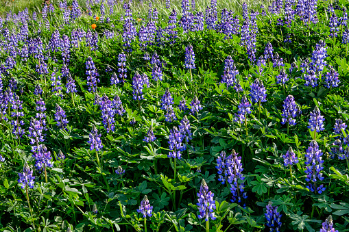 Close-up of lupine wildflowers blooming in a field of green grass and California poppy wildflowers.\n\nTaken in Aromas, California, USA