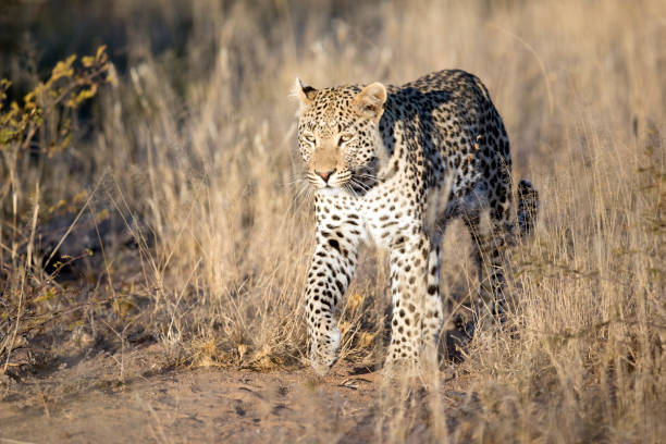 istock Leopard walking through Etosha National Park, Namibia. 1140479278