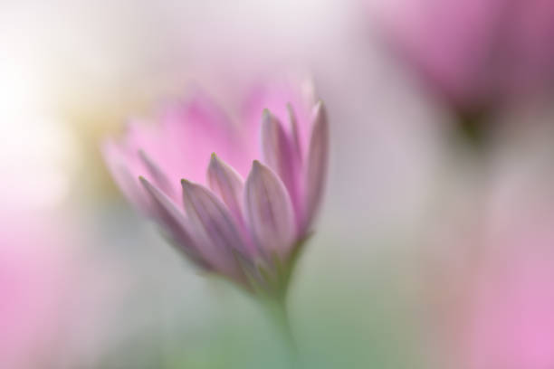 Nature,Flowers,Garden,Soft,Pink