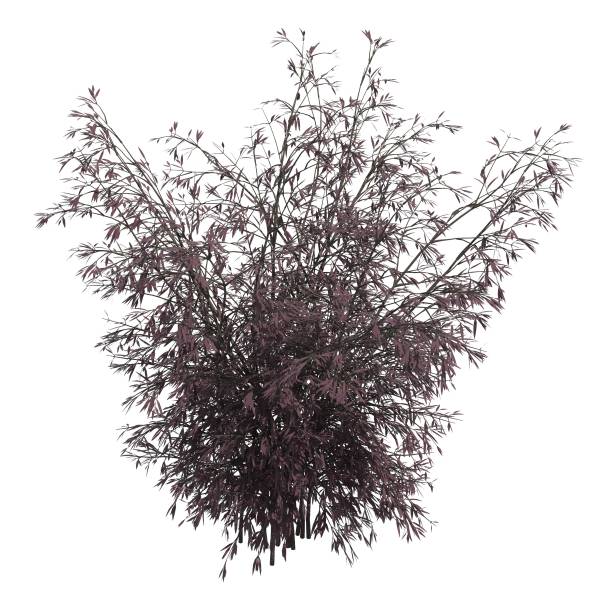 istock Bush 3d illustration isolated on the white background 1140480185