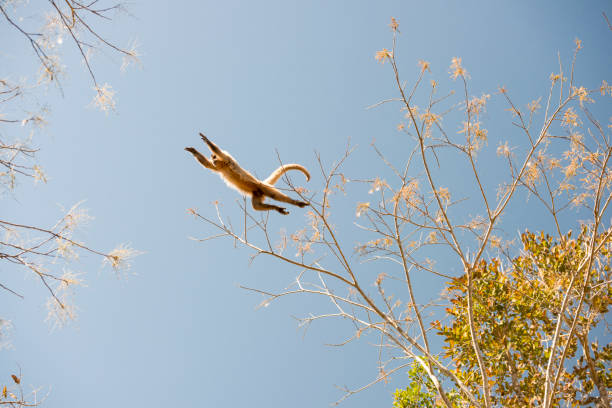 Capuchin monkey jumps on tree top flying Capuchin monkey appears to be flying when jumping between tree tops with clear sky on the background. bonito brazil stock pictures, royalty-free photos & images