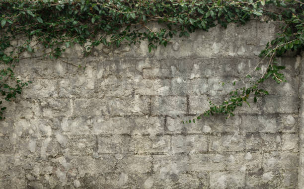 istock Concrete wall  with Green Ivy on top 1140481883