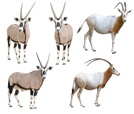 Scimitar con cuernos de Oryx y Gemsbok aislados sobre fondo blanco photo