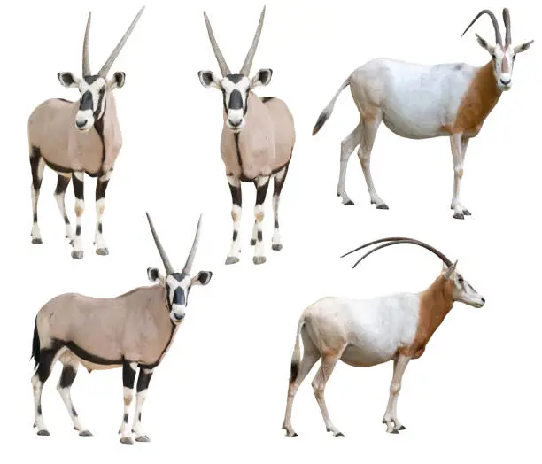 Photo of scimitar horned oryx and gemsbok isolated on white background