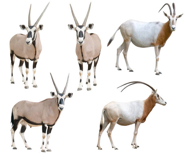 oryx e gemsbok horned do scimitar isolados no fundo branco - oryx - fotografias e filmes do acervo