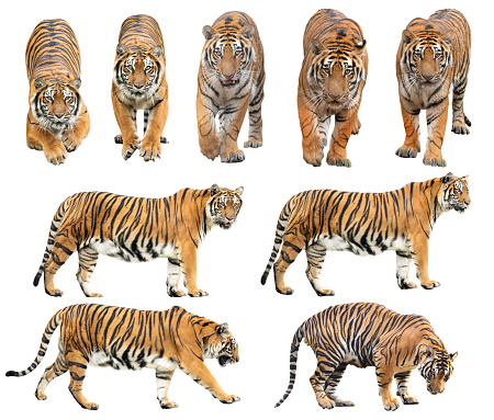 bengal tiger (Panthera tigris) isolated on white background