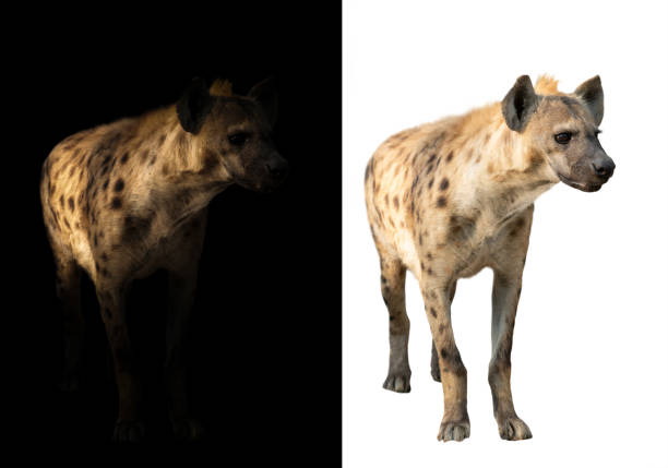 istock spotted hyena standing in the dark and white background 1140481959