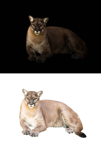 istock puma concolor or cougar in dark and white background 1140481962