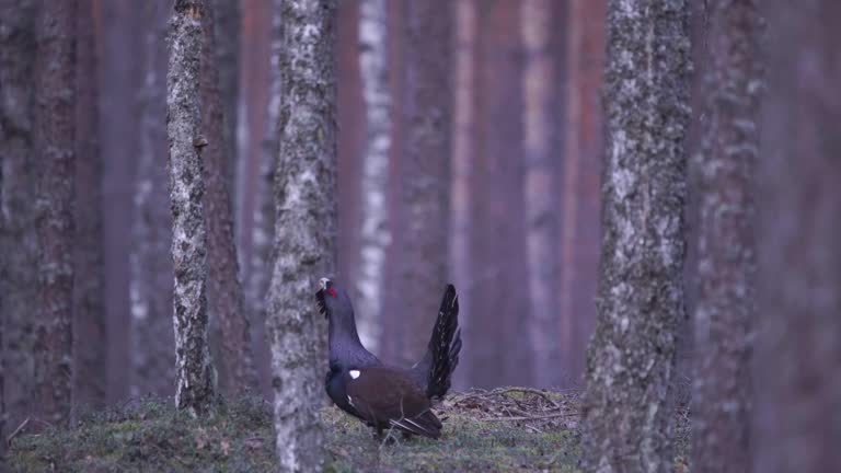 350+ Gallo Cedrone Film Video e Filmati Stock RoyaltyFree in 4K e HD