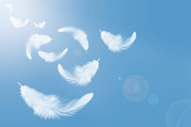 feather abstract background group of white feathers flying in the sky. floating swan stock pictures, royalty-free photos & images