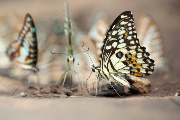 istock The Lime Butterfly Papilio demoleus malayanus Wallace 1140490172