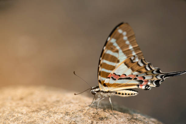 istock Butterfly,The Spot Swordtail