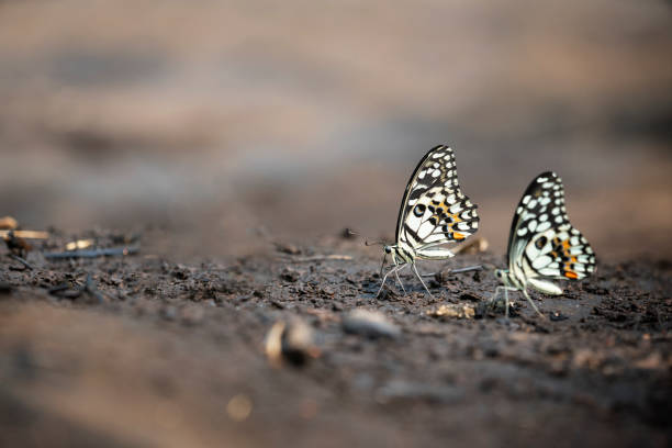 istock The Lime Butterfly Papilio demoleus malayanus Wallace 1140490179