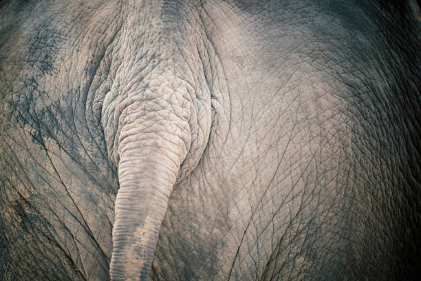 close up skin texture of elephant