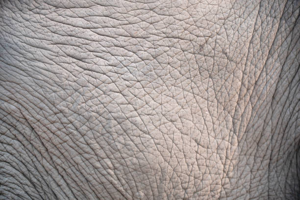 istock close up skin texture of elephant 1140490378