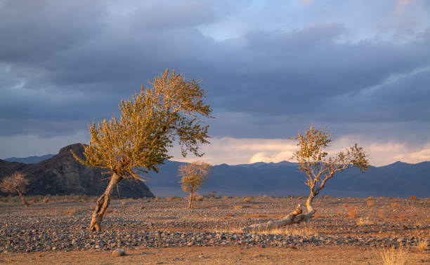 istock wild nature of Western Mongolia 1140492421