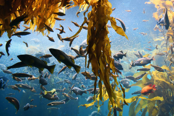 istock red fish in ocean ok kelp 1140492527
