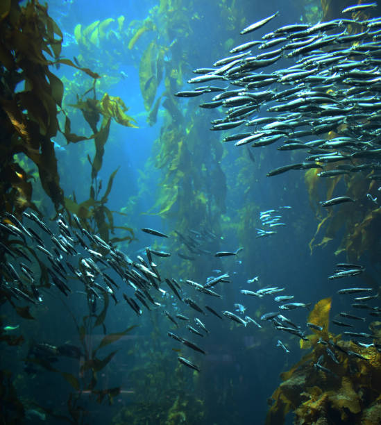 istock school of fish swimming 1140493370