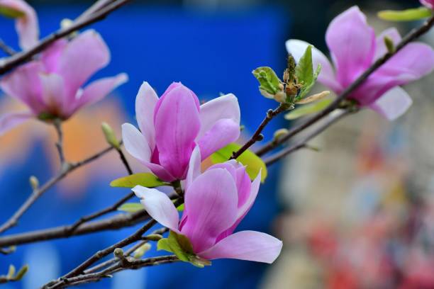 магнолия лилифлора / лили магнолия - spring magnolia flower sky стоковые фото и изображения
